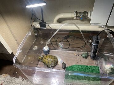 инкубатор для рыбы: Полный комплект для содержания водных черепах В комплект входит: ✅