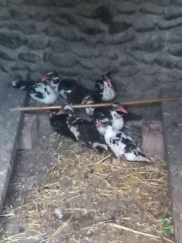 Утки: Muscovy ördəkləri (qara-ağ ləkəli) - Növ: Muscovy (hind ördəyi) - — 2