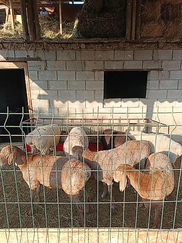 Продам с/х животных: Продаю | Ягненок | Для разведения | Ярка — 2
