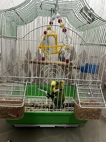 Qəfəslər: Salam Şəkillərdəki kimi tam komplekt: qəfəs + 2 yemlik + su qabı + 2 — 1