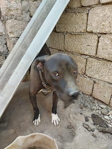 pitbul itlər: Pitbul, 2 il, Erkək, Ünvandan götürmə — 7