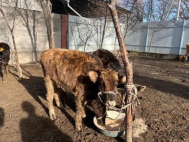 Коровы, быки: Продаю | Тёлка | Алатауская | Для разведения | Осеменитель — 8