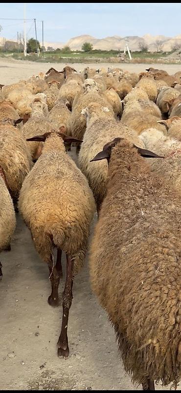 cücə satışı: Самка, лет: 1, Для мяса — 3