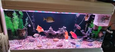 Akvariumlar: Salam zavod akvarium olcusu 1.20_60_45 yanlari aval 2 dene filteri — 16