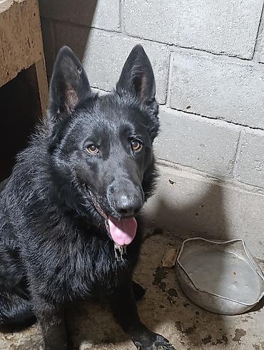 Продажа собак: Немецкая овчарка, 2 года, Самец — 9