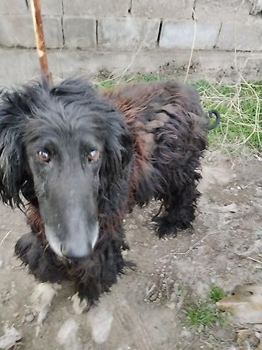 Отдам даром собаку: Тайган крупной породы, длинношёрстная. Окрас преимущественно чёрный с — 10