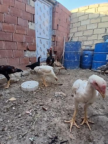 labrador satilir: Toyuq cücələri, Ətlik — 4