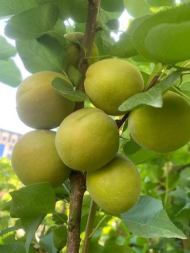 Спил деревьев, заготовка дров: Правильная обрезка плодовых деревьев и винограда. Обрезка 2026 — 9