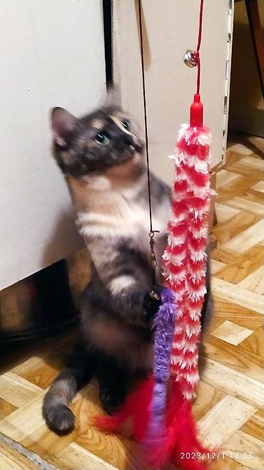 Продажа кошек: Красивые девочки . цветная и белая молодые кошки им скоро год.очень — 2