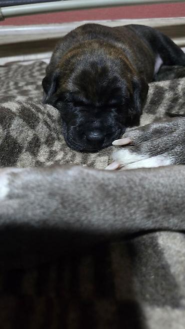 Продажа собак: Щенки метисы (короткошёрстные, тигровый и чёрный окрасы) смесь питбуль — 4