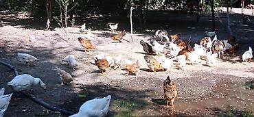 прикол курочки: Продаю курицы и гуси — 4