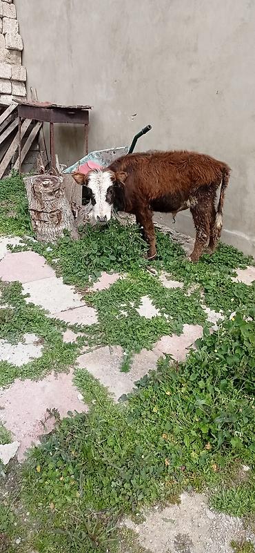 Dana, buzov: Satılır: balaca dana - Cins: qarışıq (qəhvəyi bədən, ağ-al rəngli — 5