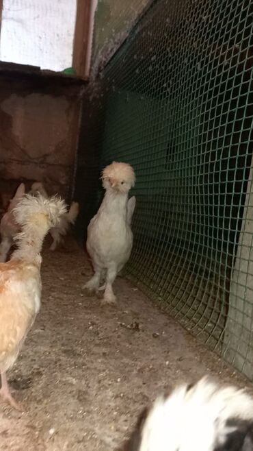 Cücələr: Məhsul: Toqquz-tüklü (toppuzbaş) dekorativ cücələr və gənc toyuqlar — 2