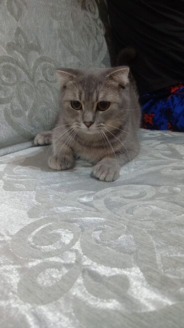 кошки в добрые руки баку: Шотландская, Самец