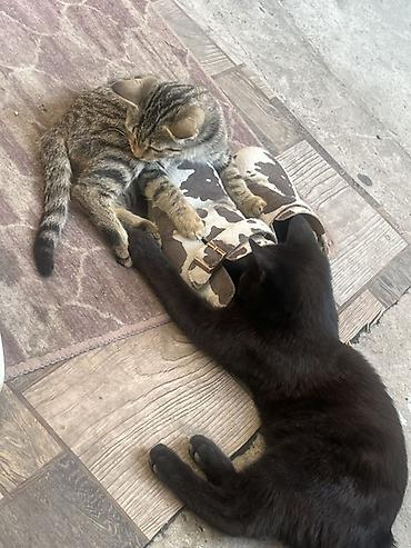 Продажа кошек: 🏡 КОТЯТА ИЩУТ ДОМ! 🐾❤️ Два замечательных малыша — чёрный котик и — 6