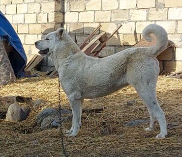 uşaq üçün hava ilə doldurulan təpəcik: 1 il, Dişi, Ünvandan götürmə, Ödənişli çatdırılma