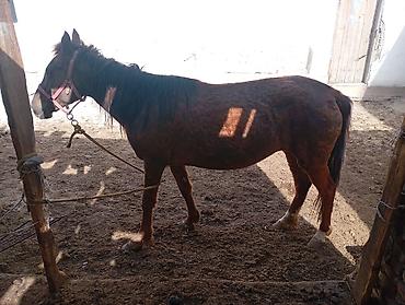 Лошади, кони: Продаю | Кобыла (самка) — 3