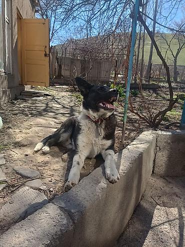 Продажа собак: Колли, 7 месяцев, Самец — 24