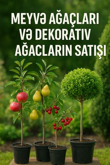 ciya toxumu ile ariqlama: 🌳 Təzə Həyat, Bol Məhsul! 🌳 Bağınıza can verəcək sağlam və keyfiyyətli