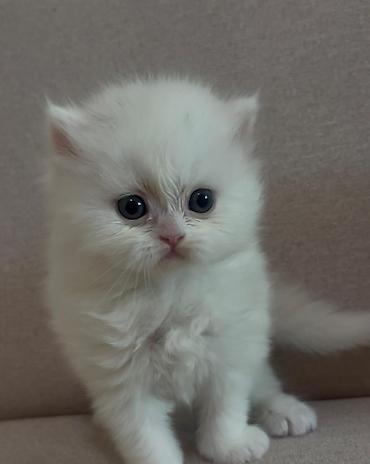 Pişiklər: Şotland — 1