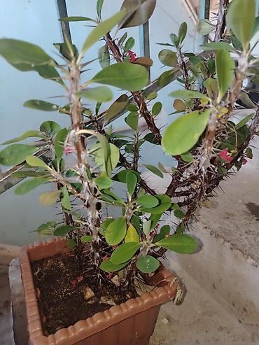hokməli cicek: Qədim Tikanlı Çiçək (Euphorbia milii – “Tikanlı tac”) – saksıda - — 2