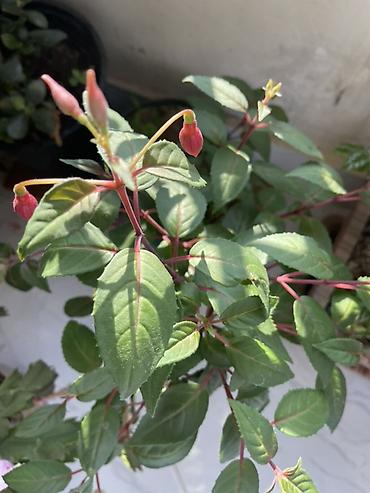 ucuz gul: Fuksiya (Fuchsia) saksı bitkisi - Növ: Dekorativ çiçəkli otaq/eyvan — 2