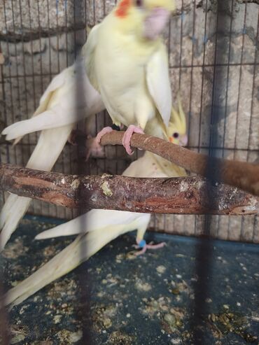 Tutuquşları: Temiz lutino Korella bir ededi 60 azn Qirmizi göz lutino Nymph paraket — 4