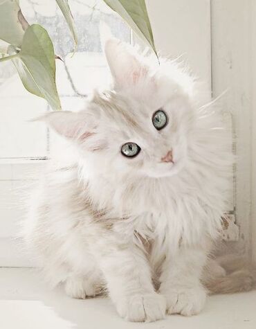 белые коты: Куплю КОТИКА породы мейн-кун белого, бело-серого либо бело-рыжего