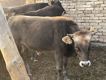 шотландская кошка бишкек: Продаю | Бык (самец) | На откорм | Привязанные — 1