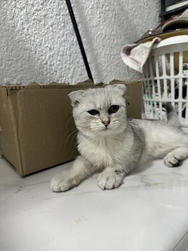 menks cinsli pişik: Şinşilla, Dişi, Yaxşı əllərə, Ünvandan götürmə, Ödənişli çatdırılma