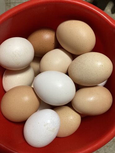 Mlečni proizvodi, jaja: Domaca jaja od slobodnih kokoski Moguca dostava na terotoriji Beograda