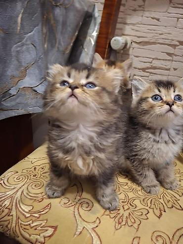 Pişiklər: Britan — 2