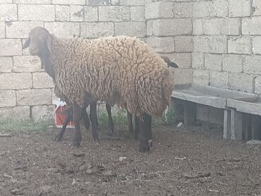 qoyun sekli: Qala toğlüsü.cins heyvan,qani temizdi morkaramana,rayon qoyununa ve
