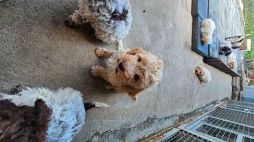 Psi: Lagotto Romagnolo, dostupni štenci Dostupni štenci Lagoto Romanjolo od — 7