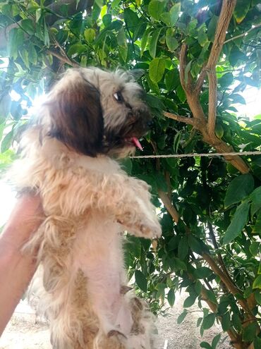 İtlər: Bolonka, 8 ay, Erkek, Sənədli, Ünvandan götürmə — 10