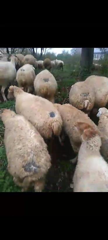 Qoyunlar, qoçlar: Erkək, il: 3, 20 kq, Damazlıq, Südlük, Ətlik, Ünvandan götürmə, Ödənişli çatdırılma, Rayonlara çatdırılma — 1