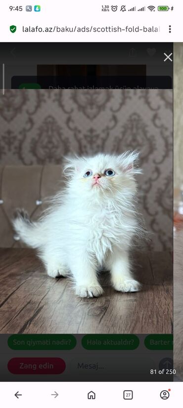 Pişiklər: Britan yastı qulaq, Erkək, Dişi, Yaxşı əllərə, Ünvandan götürmə, Pulsuz çatdırılma, Ödənişli çatdırılma — 37