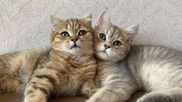 сибирская кошка купить: Qızıl şinşilla, Erkək, Dişi
