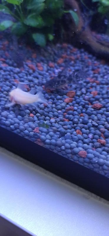 ucuz danalar: Akvarium üçün albino Corydoras panda (cory balığı) qrupu ölçüləri 5 sm — 4