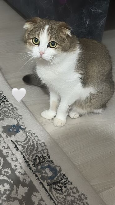 кошки в ош: Скотиш Фолд (Шотландская вислоухая), 3 года, Девочка, Белый, Метис, Приучена к лотку, С прививками