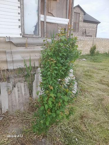 Tinglər: Meyvə ağacları – yerüstü köklü kollar - Növ: daş meyvə ailəsi — 10