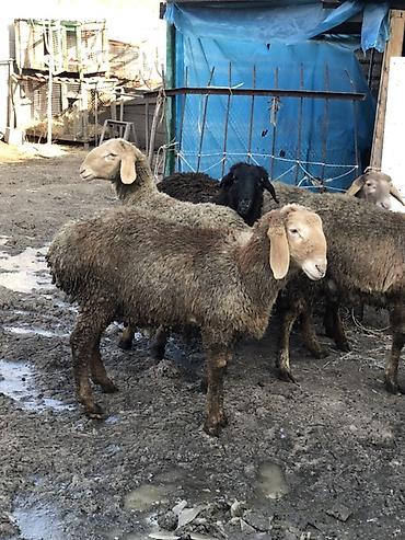 Баран, овца: Продаю | Баран (самец) | Для разведения | Племенные, Ярка — 7