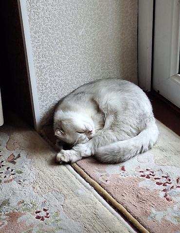 кошка куплю: Шотландская вислоухая кошка, окрас серебристый шиншилла. 1год - — 2
