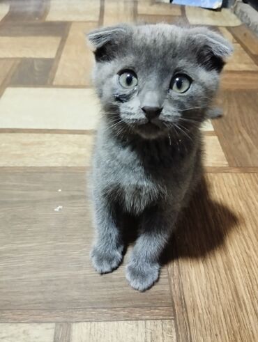 британский котик: Продаювислоухий котик, 2 месяца.Кушает всё.На свободном