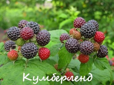 Фрукты и ягоды: Ежевика сортовая ремонтантная и летняя Сорта прошедшие сортоиспытание — 5