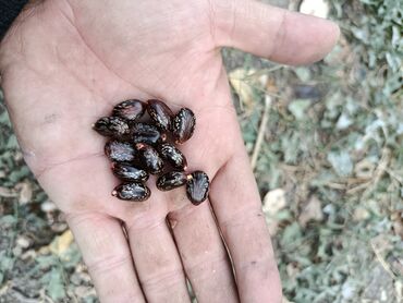 шланг водопроводный: Семена клещевины (Ricinus communis) — декоративное быстрорастущее