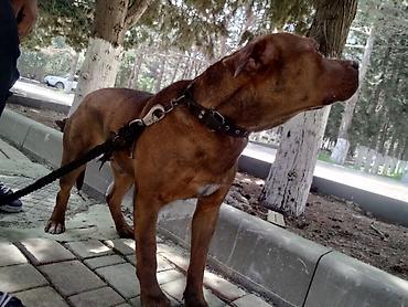 İtlər: 𝘈𝘺𝘢𝘲𝘭𝘢 𝘮𝘰̈𝘩𝘬ə𝘮 𝘴𝘪𝘮𝘦𝘵𝘪𝘥𝘪𝘬𝘥𝘪𝘳. 𝘪𝘵𝘪𝘯 𝘩𝘦𝘤̧ 𝘣𝘪𝘳 𝘬𝘢 𝘱𝘳𝘪𝘻𝘪 𝘰𝘭𝘢 𝘣𝘪𝘭𝘮ə𝘻 — 9