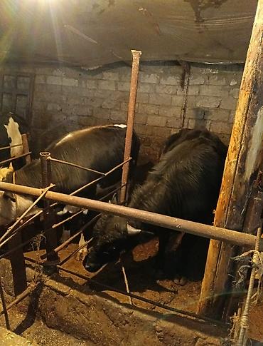 Inəklər, öküzlər: Inəklər, öküzlər — 9