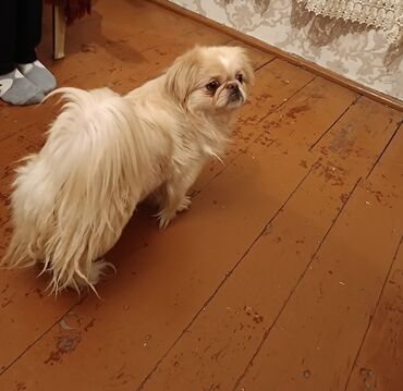 İtlər: Pekines, 1 il, Dişi