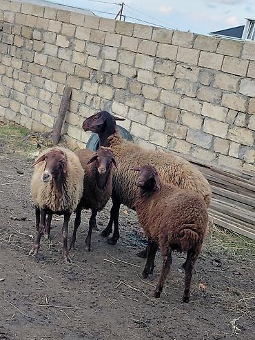 keci disi: Dişi, il: 3, Damazlıq, Ünvandan götürmə — 4